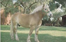 belgian draught horse for sale  Greenville