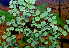 Salvinia auriculata aquarium for sale  HARROGATE