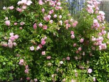 Pianta rosa banksiae usato  Altamura