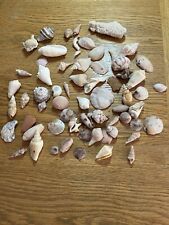 Sea shells job for sale  HARTLEPOOL