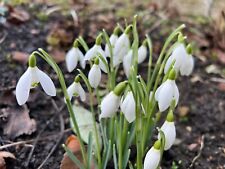 Galanthus nivalis single for sale  LONDONDERRY