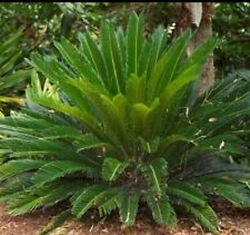 sago palm plants for sale  Seffner