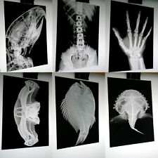 Imagem de raio X em filme fotográfico caixa de luz arte ossos 230x160mm Halloween comprar usado  Enviando para Brazil