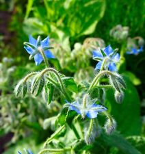 Herb borage seeds for sale  WALLASEY