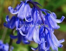 60x bluebells scented for sale  DEWSBURY