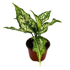 dieffenbachia plants for sale  Apopka