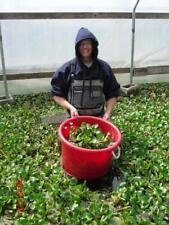 Wow water hyacinth for sale  Sebastopol