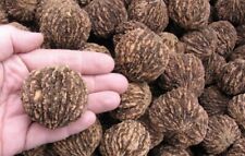 Black walnut seeds for sale  Tazewell