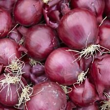 Onion sets red for sale  BARNSLEY
