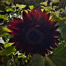 Black magic sunflower for sale  LONDON