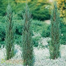 Stück juniperus blue gebraucht kaufen  Rheindahlen