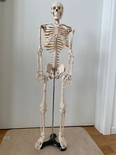 Liebscher bracht skelett gebraucht kaufen  Hamburg