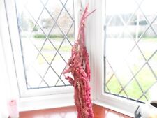 Amaranth dried stems for sale  CHRISTCHURCH