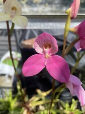 Disa orchid collection for sale  PAR