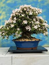 Joe bonsai japan. for sale  Shipping to Ireland