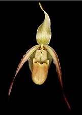 Phragmipedium longifllium var. chapadense for sale  Shipping to South Africa