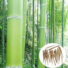 Bambou géant moso d'occasion  Viarmes