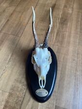 Roe deer skull for sale  EDINBURGH