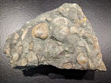 Muschelstein fossil schwarz gebraucht kaufen  Baiersbronn