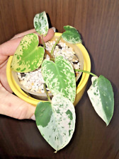 Philodendron ilsemanii variega gebraucht kaufen  Siegburg