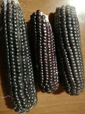 Semi mais nero usato  Francavilla Di Sicilia