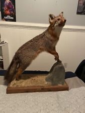 Taxidermy brown grey for sale  Grovetown