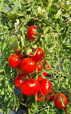 Tomatensamen silver fir gebraucht kaufen  Beilngries