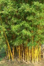 Goldener bambus samen gebraucht kaufen  Kaiserslautern