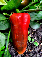 Paprika rote riesenfrucht gebraucht kaufen  Muldestausee