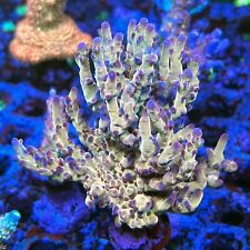 Thirstysreef live acropora for sale  Los Angeles