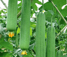 Luffa schwammgurke eigene gebraucht kaufen  Hürth