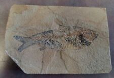Fossil fish diplomystus for sale  Colorado Springs