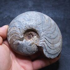 519gr 118mm Goniatite Devonian Mineral Fossil Ammonite 1 for sale  Shipping to South Africa