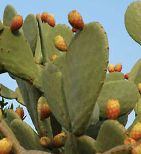 Pianta pala fico d'india alberello per frutti - Opuntia ficus indica 1 Pezzo usato  Blufi