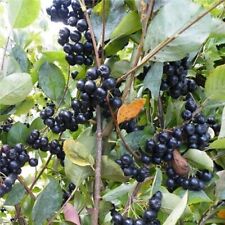 Aronia berry starter for sale  Danielson