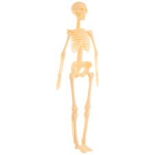 Human skeleton model for sale  Shipping to Ireland