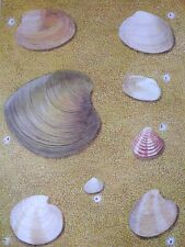 Sea shells clams for sale  BIRKENHEAD