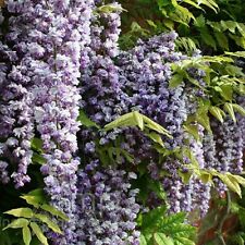 Deep wisteria sinensis for sale  HULL