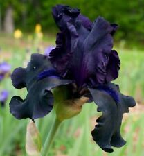 Iris germanica black for sale  ALFRETON
