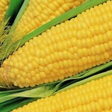 Truckers favorate corn for sale  Minneapolis