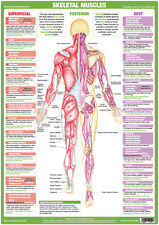 Cartaz de anatomia muscular gráfico posterior de musculação comprar usado  Enviando para Brazil