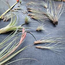 Tillandsia airplant multi for sale  Edgewater