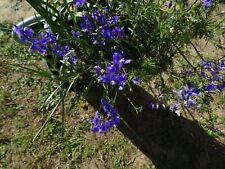 Lot boutures plantes d'occasion  Saint-Cyprien