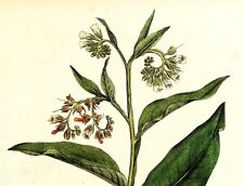 Antique botanical print for sale  Shipping to Ireland