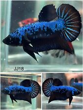 Male betta live for sale  Clemmons