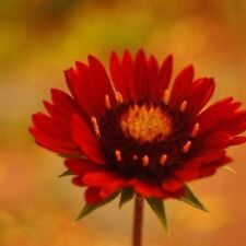 Gaillardia burgundy grandiflor for sale  BURTON-ON-TRENT