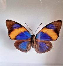 Papillon naturalisé narcissus d'occasion  Montier-en-Der