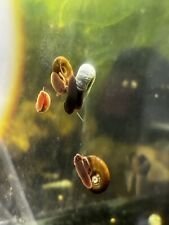 Ramshorn snails assorted for sale  Fort Lauderdale