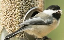 Bird seed feed for sale  USA