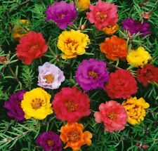 Moss rose seeds for sale  Cottonwood